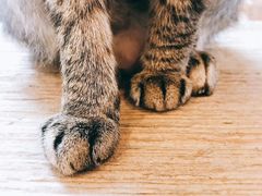 -猫友咖啡店(玉林西路店)