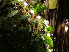 -莓园冰淇淋店