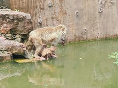 -合肥野生动物园