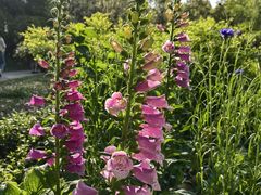 -上海共青森林公园