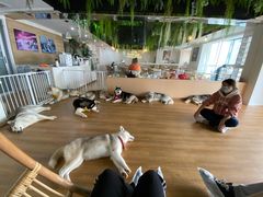 -Husky Go! 哈士奇体验馆·宠物咖啡厅狗咖