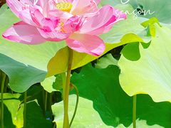 -陈家山荷花公园