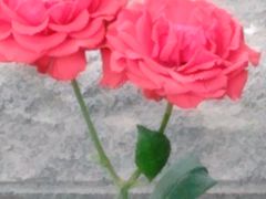 -石家庄市植物园