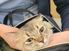 -美联众合动物医院·24h转诊中心