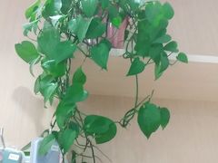 -Hi维修杭州苹果官方IRP维修服务商