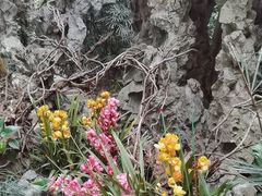 -广州兰圃