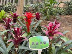 -石家庄市植物园