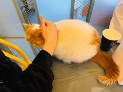 -喵屿·大理花园猫咖