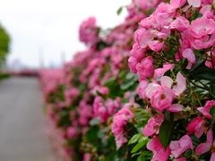 -上海滨江森林公园