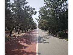 -日照海滨国家森林公园
