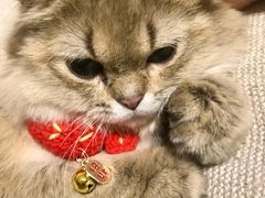 -猫大福·Fortune Cat猫舍(百子湾店)