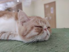 -猫和宫(六道口店)