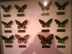 -上海昆虫博物馆