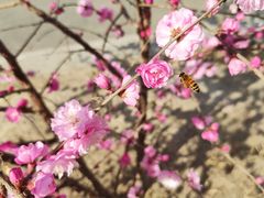 -库木塔格沙漠