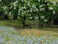 -上海滨江森林公园