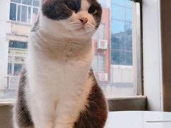 -猫儿山۰猫主题餐厅