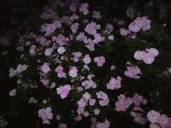 -白鹭园