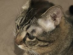 -御宝贝·A梦猫科宠物医院(国际猫友好医院)