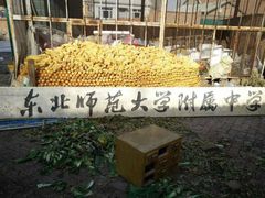 -东北师范大学附属中学(自由校区)