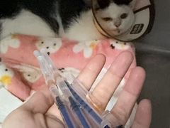 -御宝贝·A梦猫科宠物医院(国际猫友好医院)