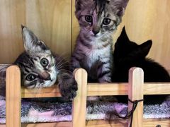 -撸啊撸铁签小肉(车站南路店)