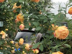 -三圣花乡旅游区