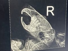 -瑞派·关忠动物医院·异宠专科·犬猫肿瘤·皮肤专科(望京店)