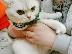 -滚猫咖啡·猫咖·猫友好撸猫(未来城店)