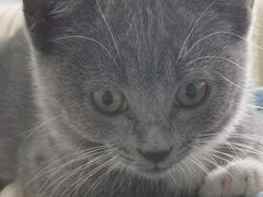 -佳雯宠物医院(四明中路分院)