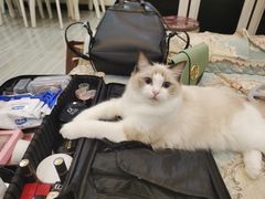 -柚子猫舍·精品猫舍购猫·猫咪认养·购宠·宠物店