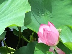 -羊亭河湿地公园