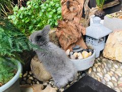 -花狸日本料理(柏庐广场店)