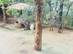 -昆明动物园