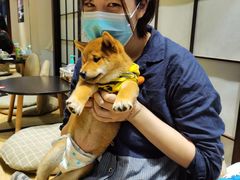 -逗柴咖啡屋·狗咖猫咖宠物桌游