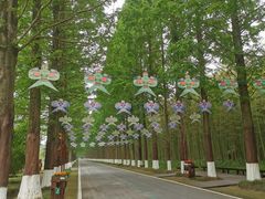 -黄海国家森林公园