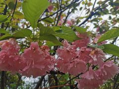 -铁山坪森林公园