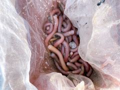 -北海金海湾红树林生态旅游区