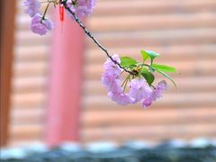 -龙华寺