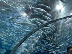 -上海海洋水族馆