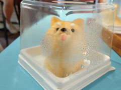 柴犬蛋糕-柴犬高等学院·狗咖·柴犬售卖·宠物训练