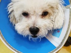 -芭比堂动物医院·犬猫全科·异宠专科(雁塔分院)