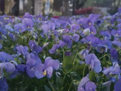 -西安市长乐公园