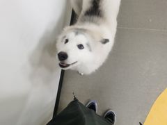 -Husky Go! 哈士奇体验馆·宠物咖啡厅狗咖