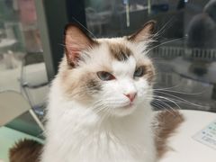 -怪兽屋·羊驼·猫咖·狗咖(俊华广场店)