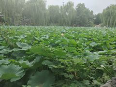 -莲池书院博物馆