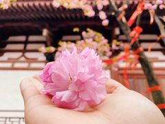 -西安青龙寺遗址景区