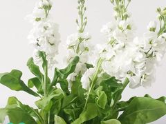 -良运大酒店餐厅