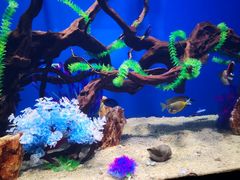 -烟台海昌鲸鲨海洋公园