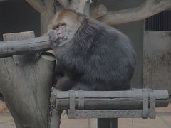 -成都动物园