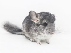 -龙猫仔乐园(惠福东路店)